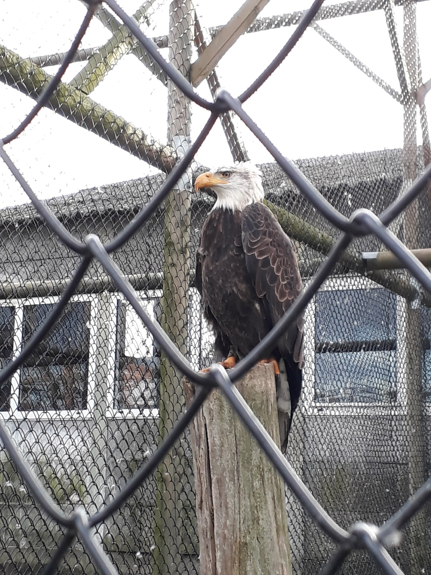 Sint-Martinus den XIIde - Roofvogelactiviteit WHV